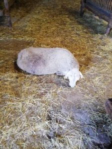 Oveja muerta en Guadapero por buitres.