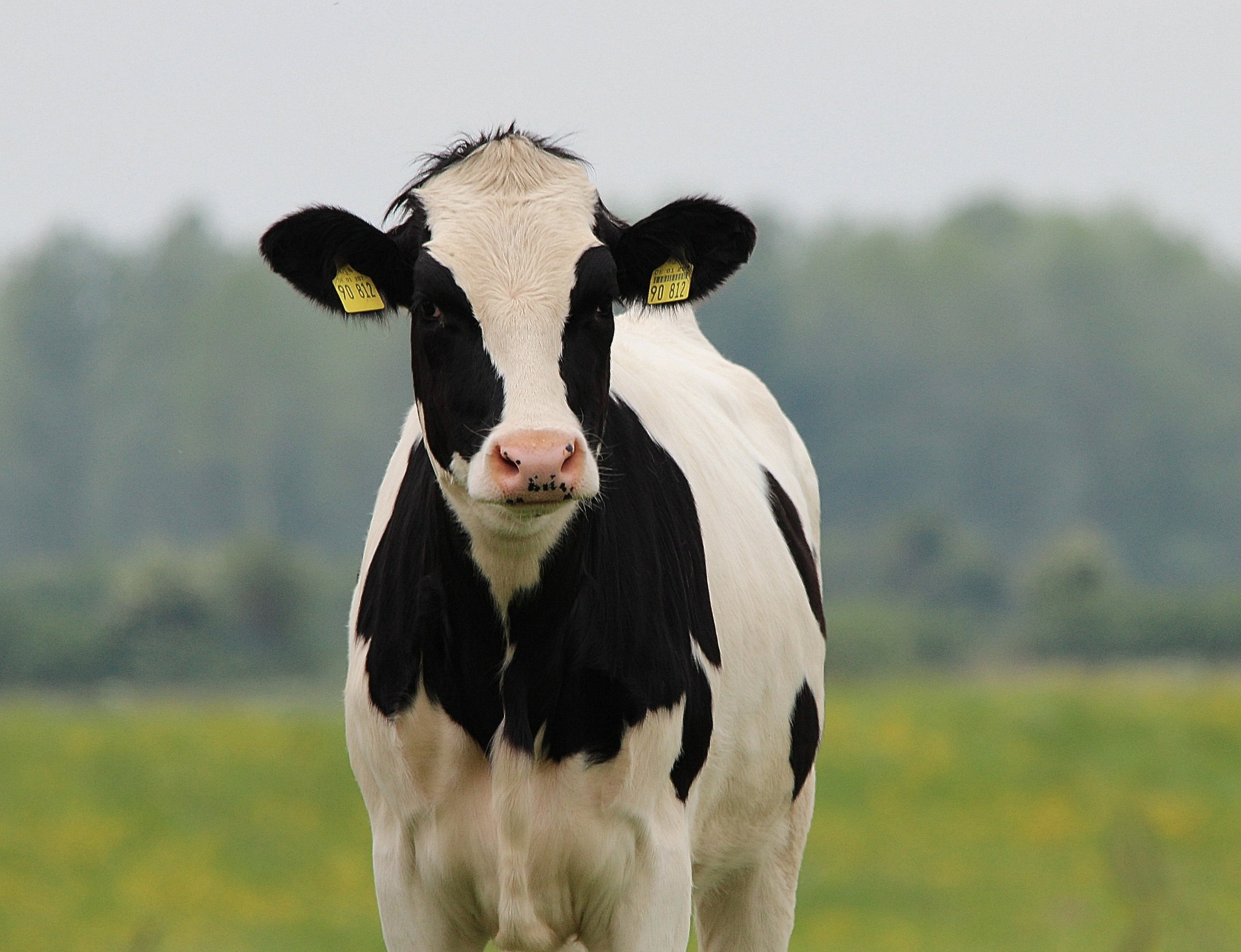 La Leche De Vaca En Origen Sube 3 Cts En Cinco A os ASAJA Salamanca