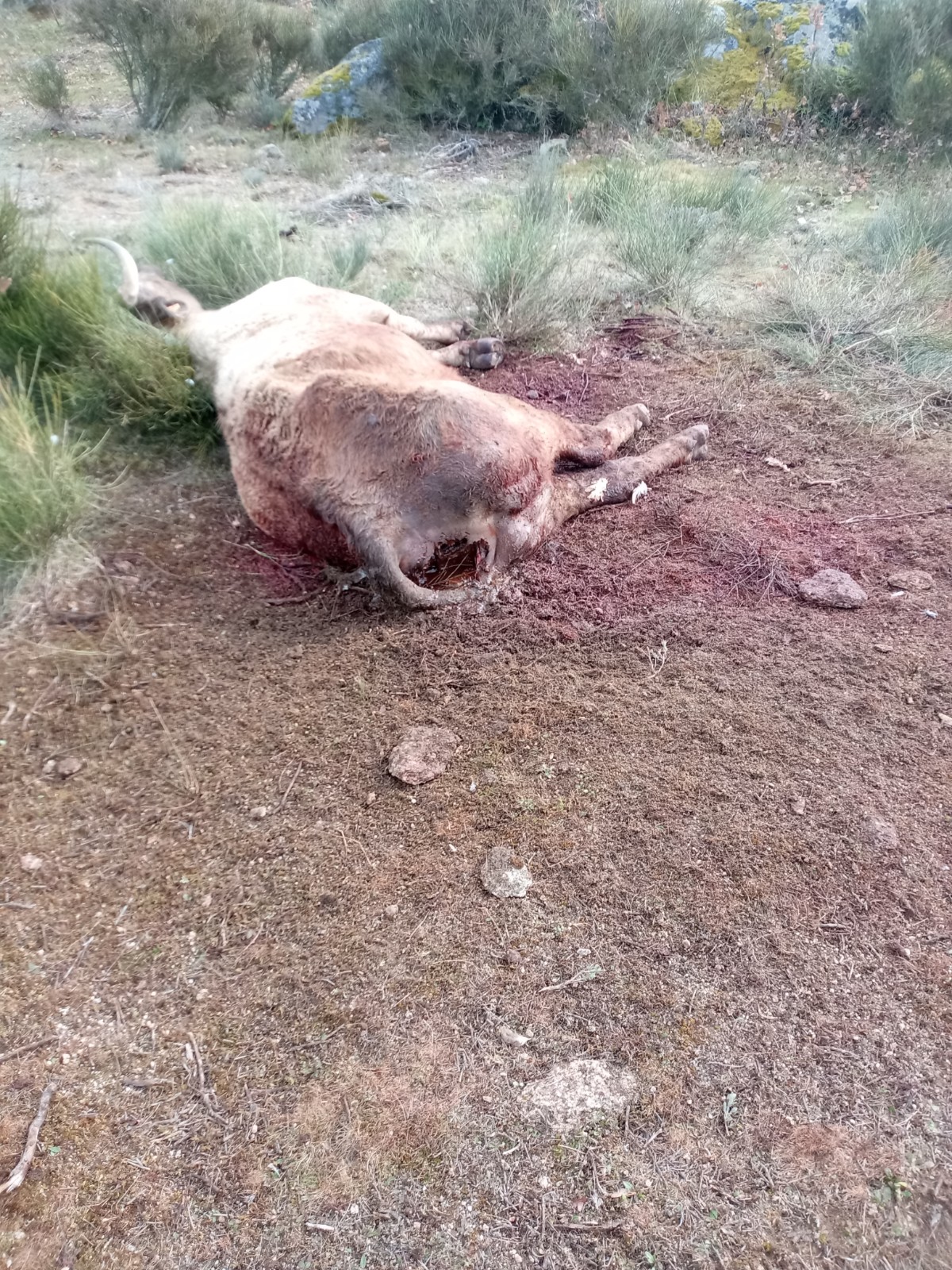 Vaca muerta en Cabeza de Framontana, Salamanca.