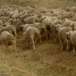 recurso-rebaño-ovejas