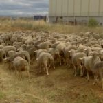 recurso-rebaño ovejas