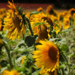 Tierra girasoles