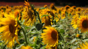 Tierra girasoles